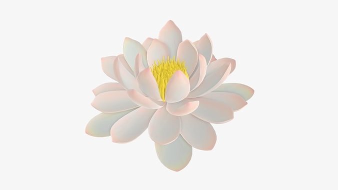 White water lily flower 3D model