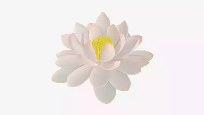 White water lily flower