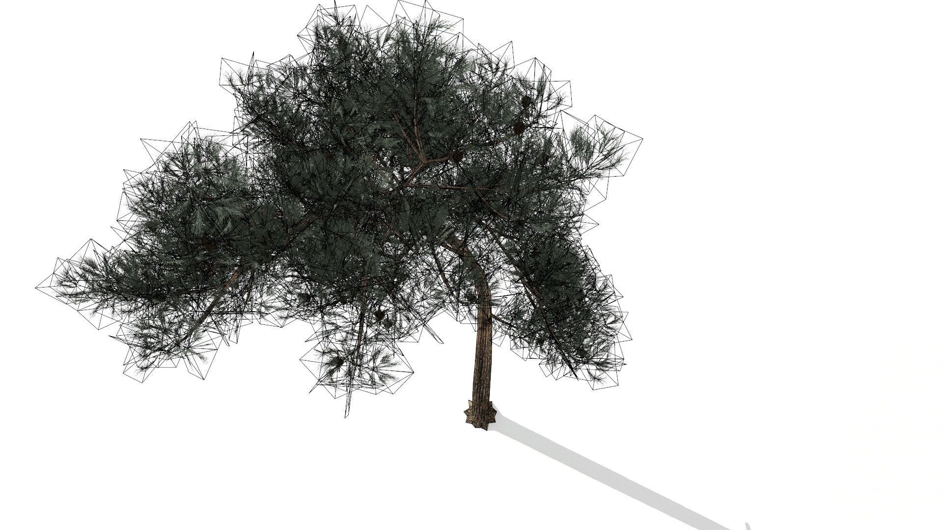 Pine Trees  Low-poly 3D model_49