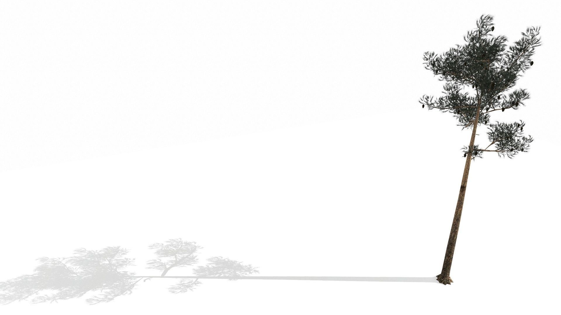 Pine Trees  Low-poly 3D model_51