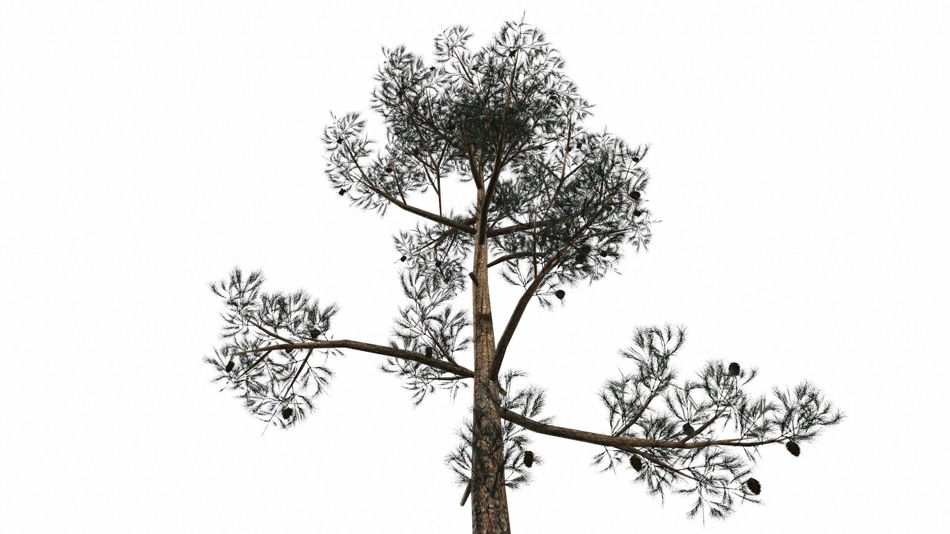 Pine Trees  Low-poly 3D model_43