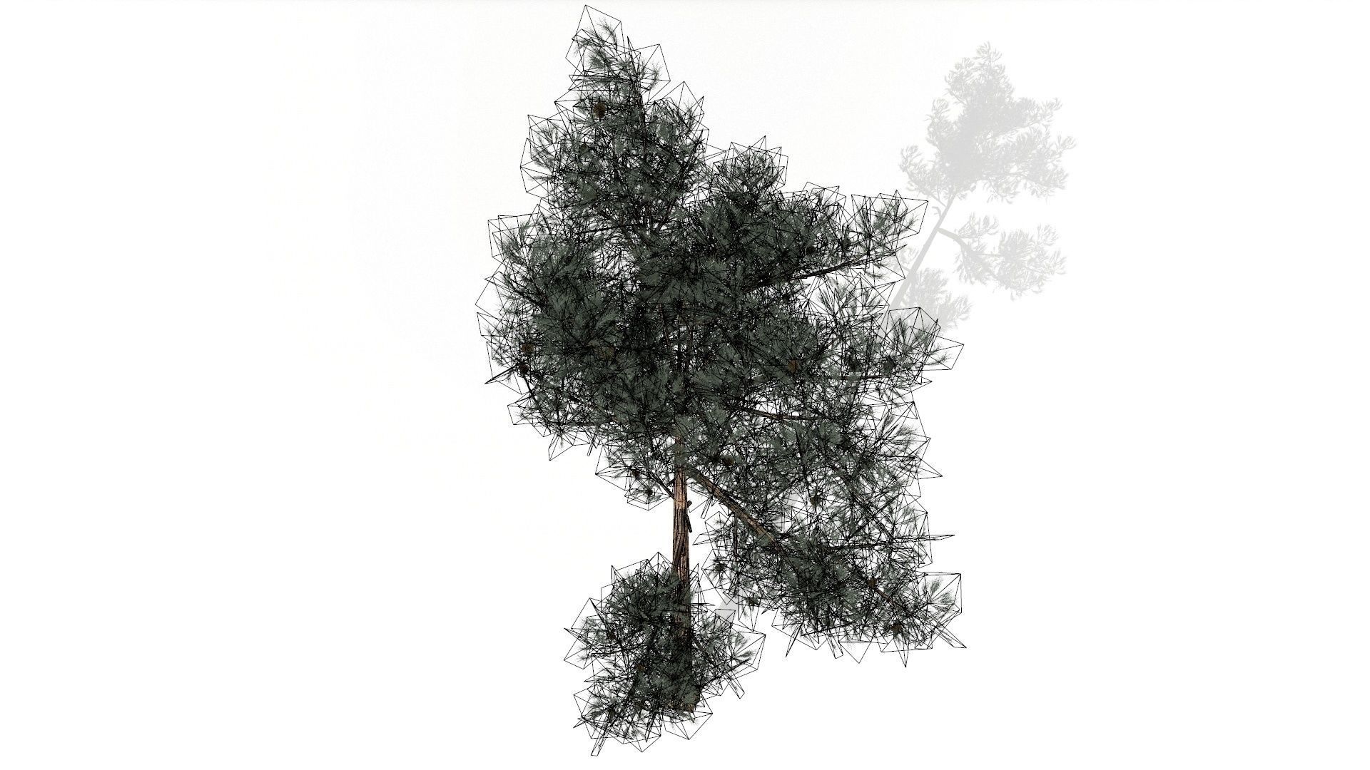Pine Trees  Low-poly 3D model_15