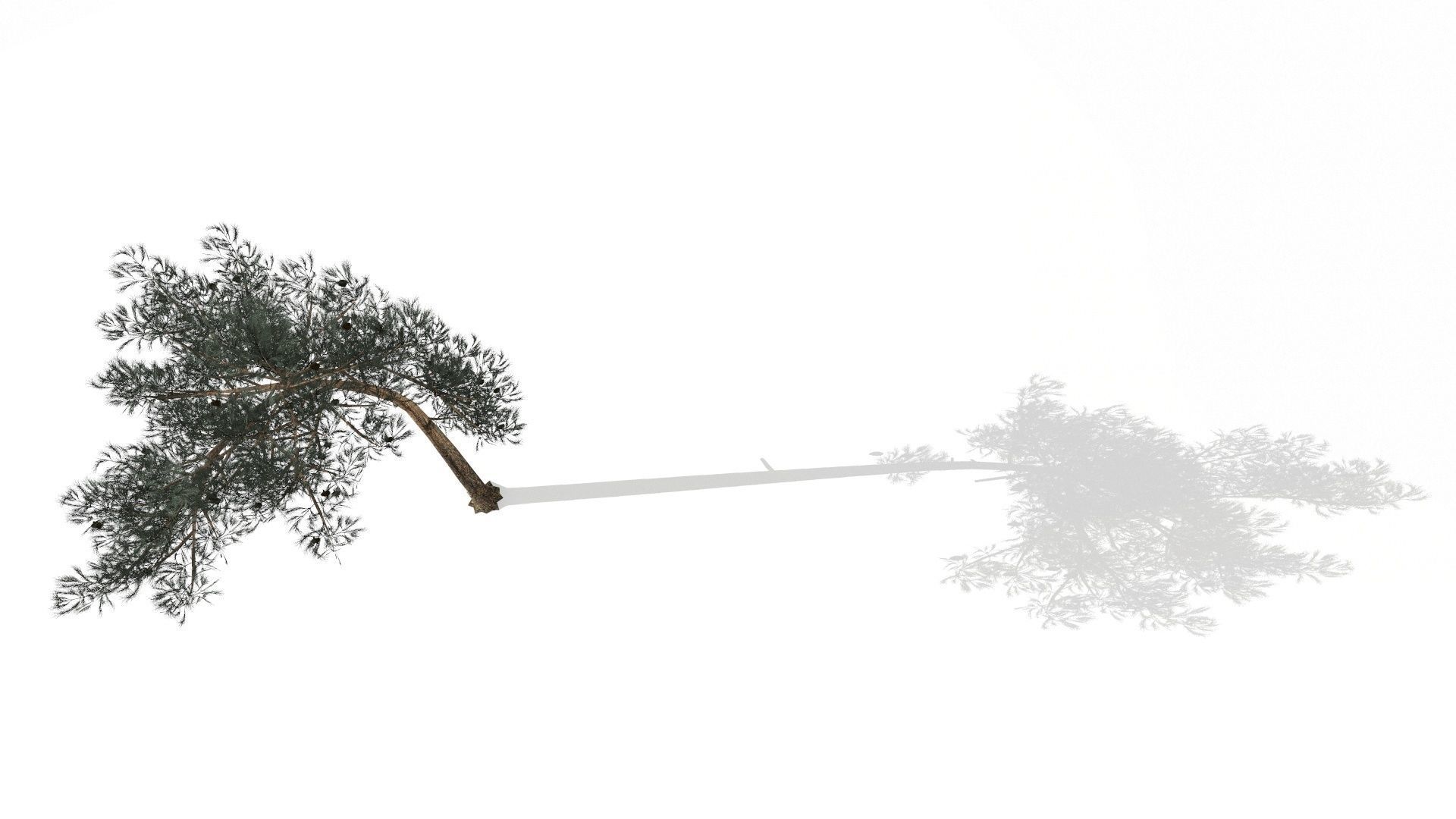 Pine Trees  Low-poly 3D model_3