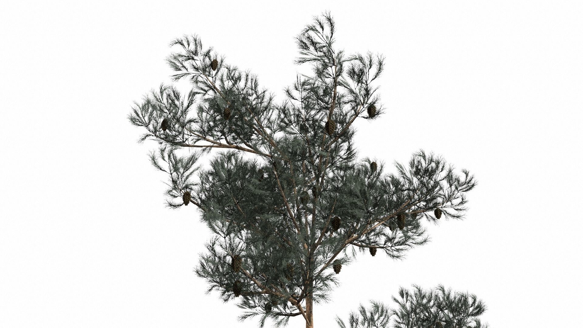 Pine Trees  Low-poly 3D model_14