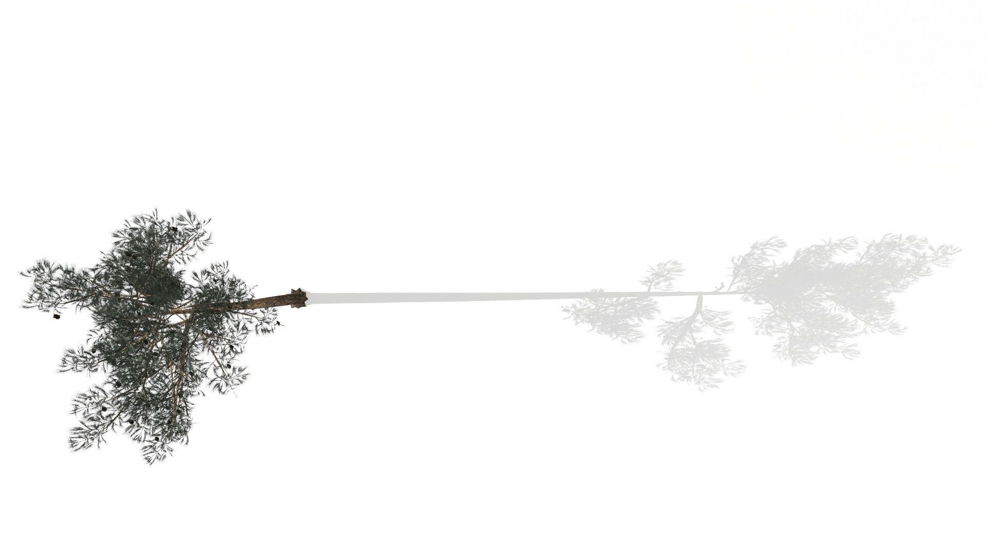 Pine Trees  Low-poly 3D model_12