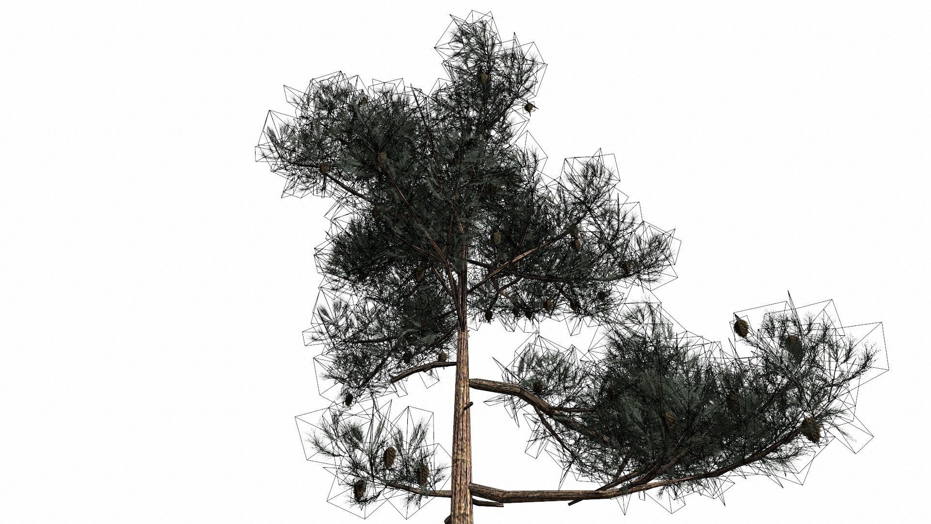 Pine Trees  Low-poly 3D model_16