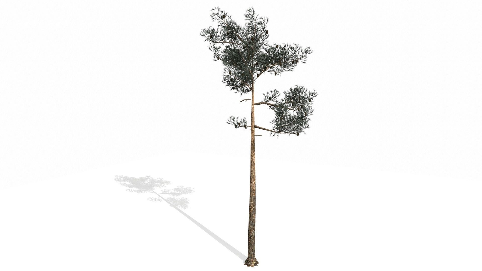 Pine Trees  Low-poly 3D model_10