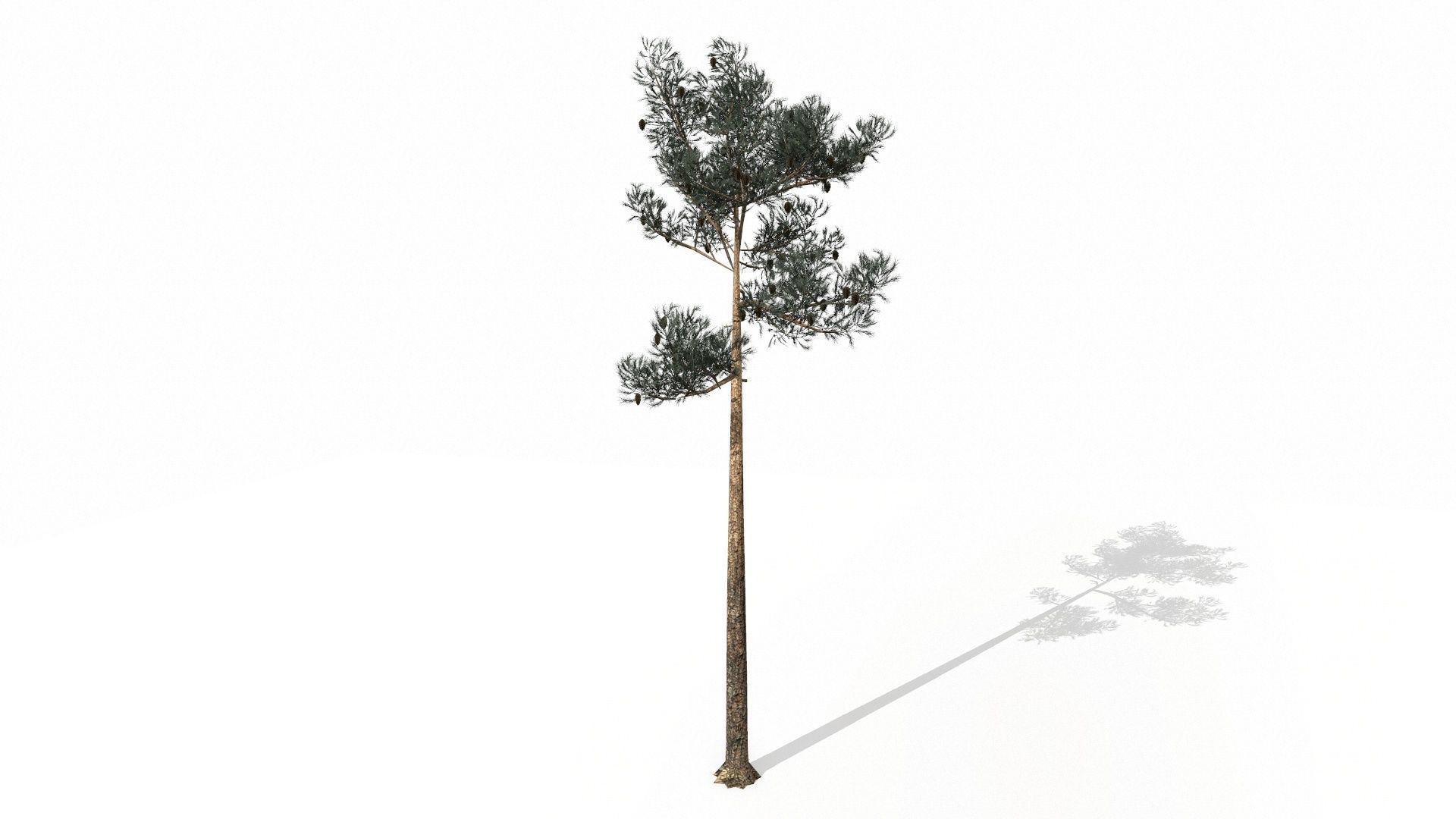 Pine Trees  Low-poly 3D model_28
