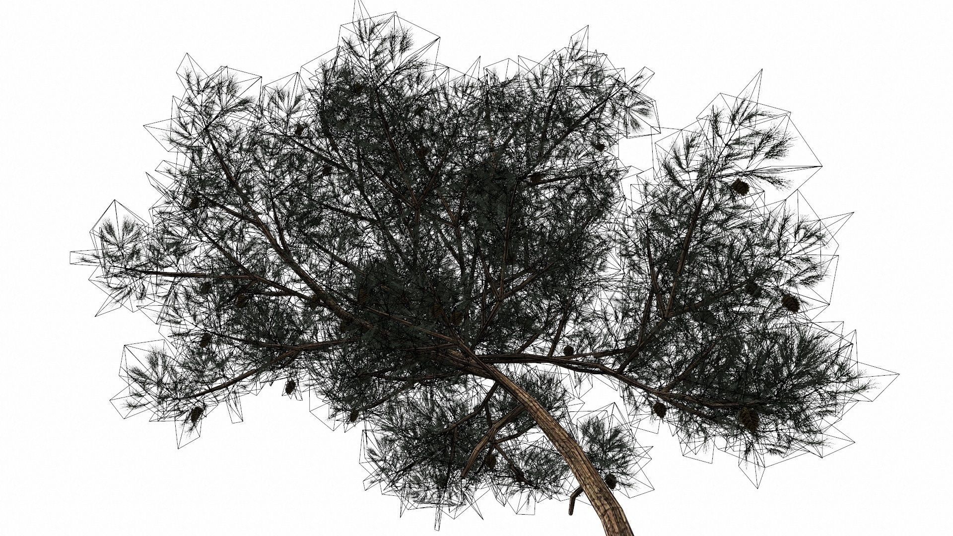 Pine Trees  Low-poly 3D model_52