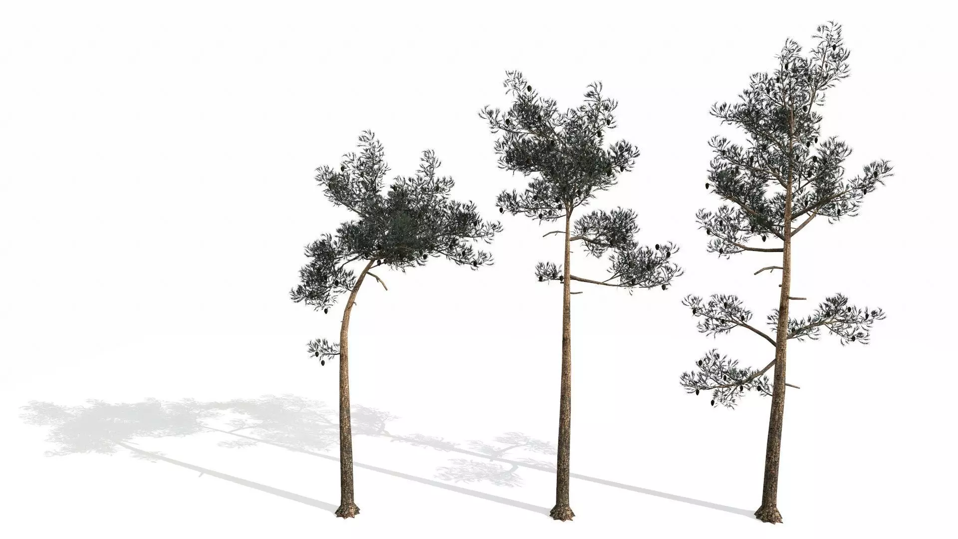 Pine Trees  Low-poly 3D model_0