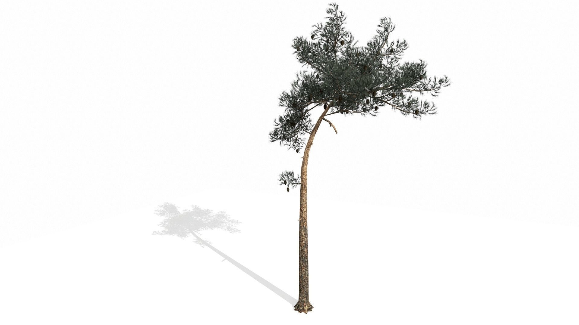 Pine Trees  Low-poly 3D model_48