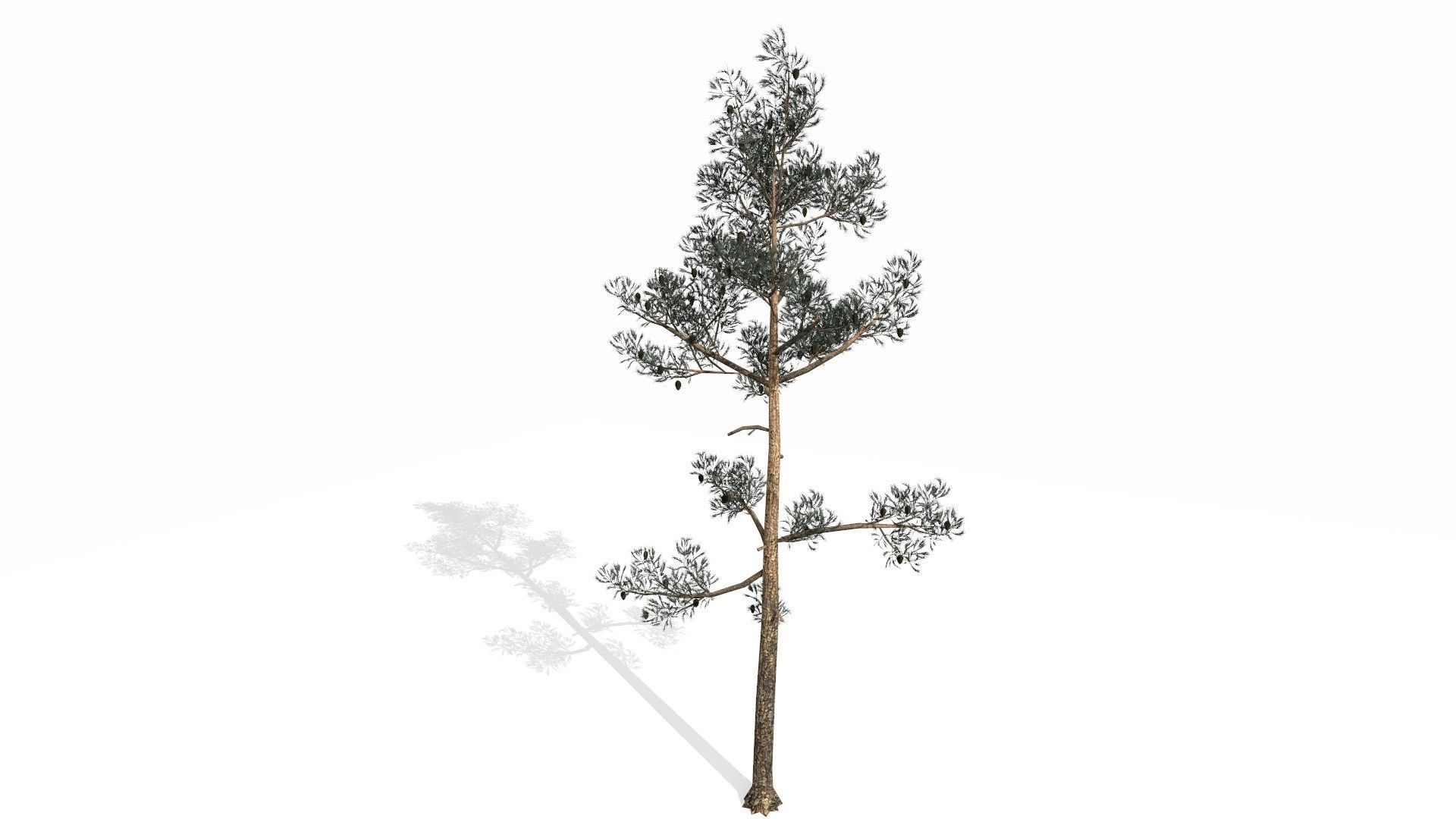 Pine Trees  Low-poly 3D model_64