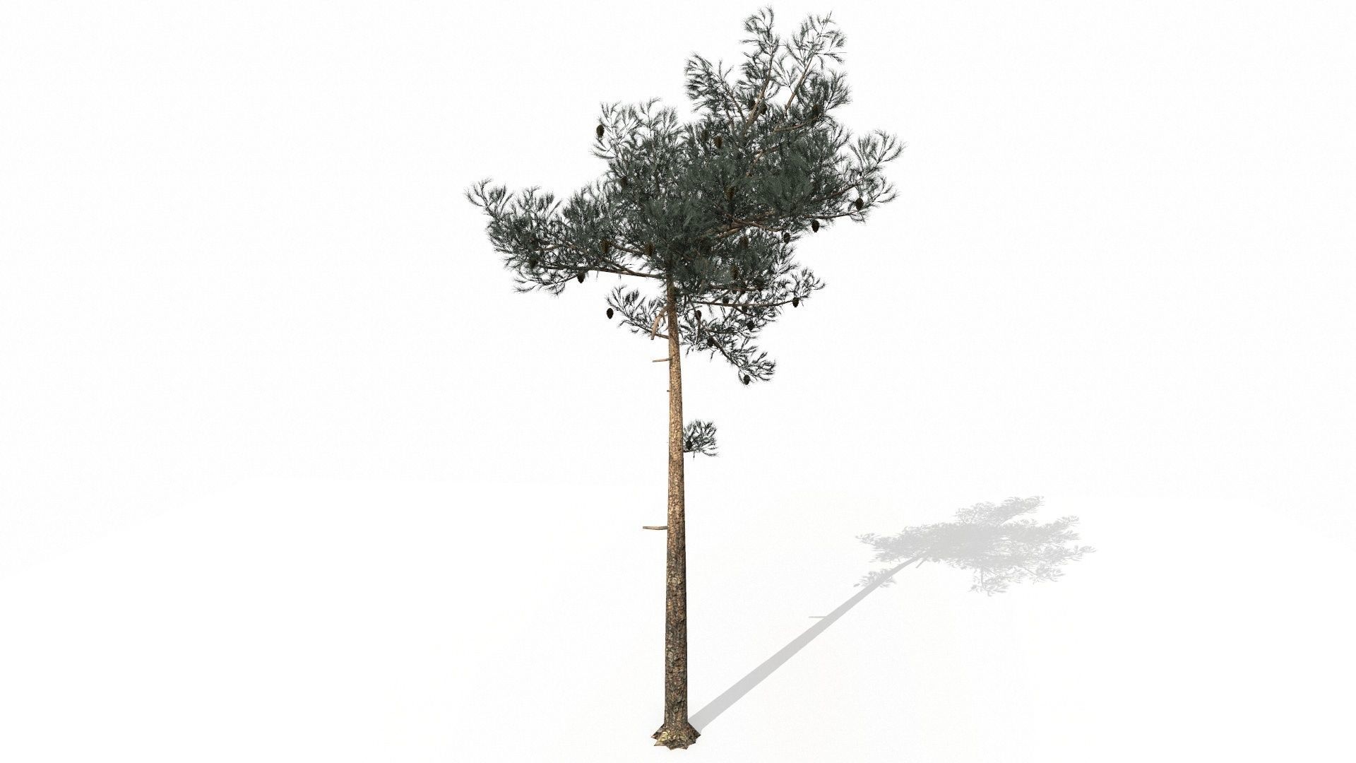 Pine Trees  Low-poly 3D model_46