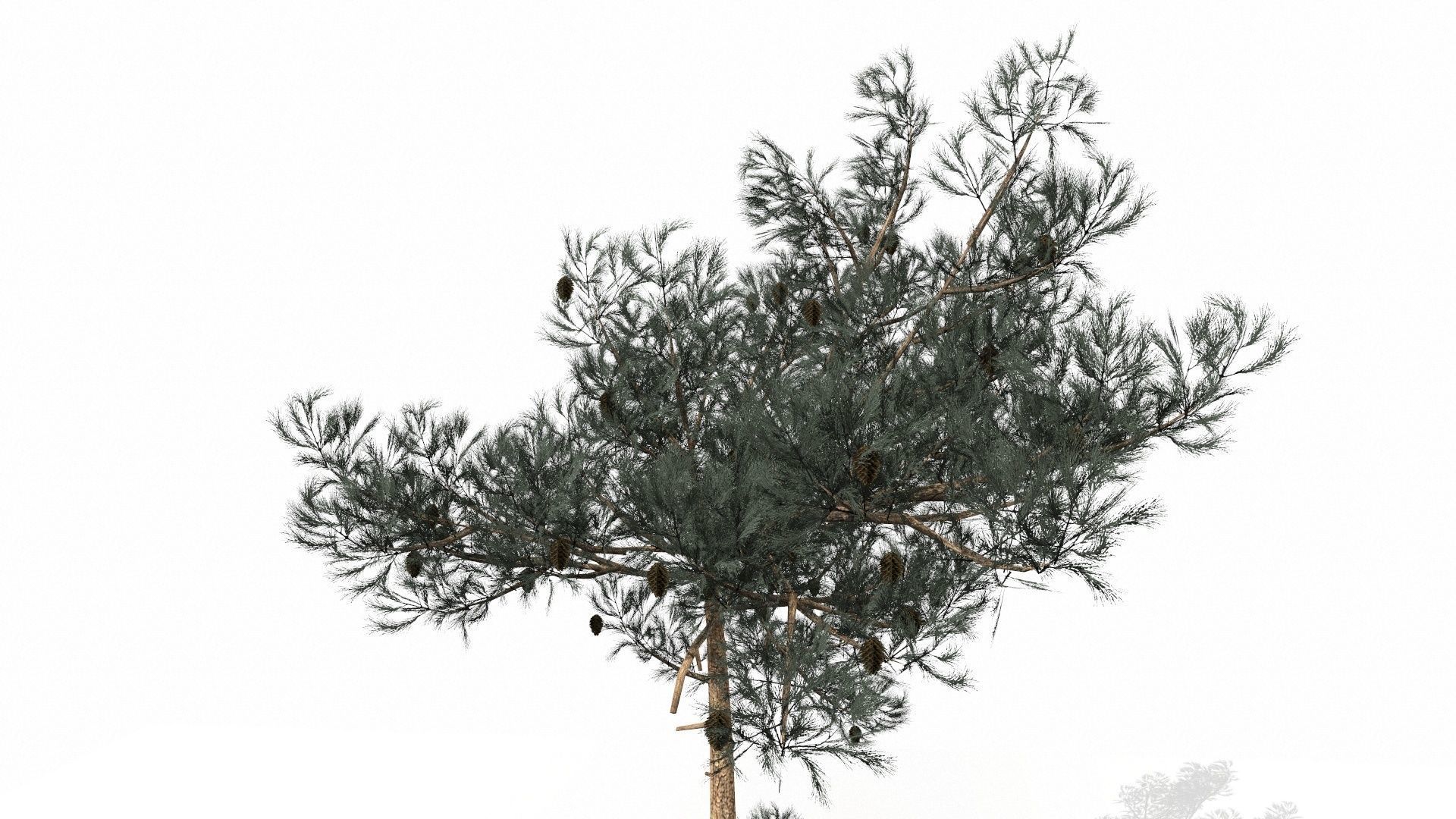 Pine Trees  Low-poly 3D model_4