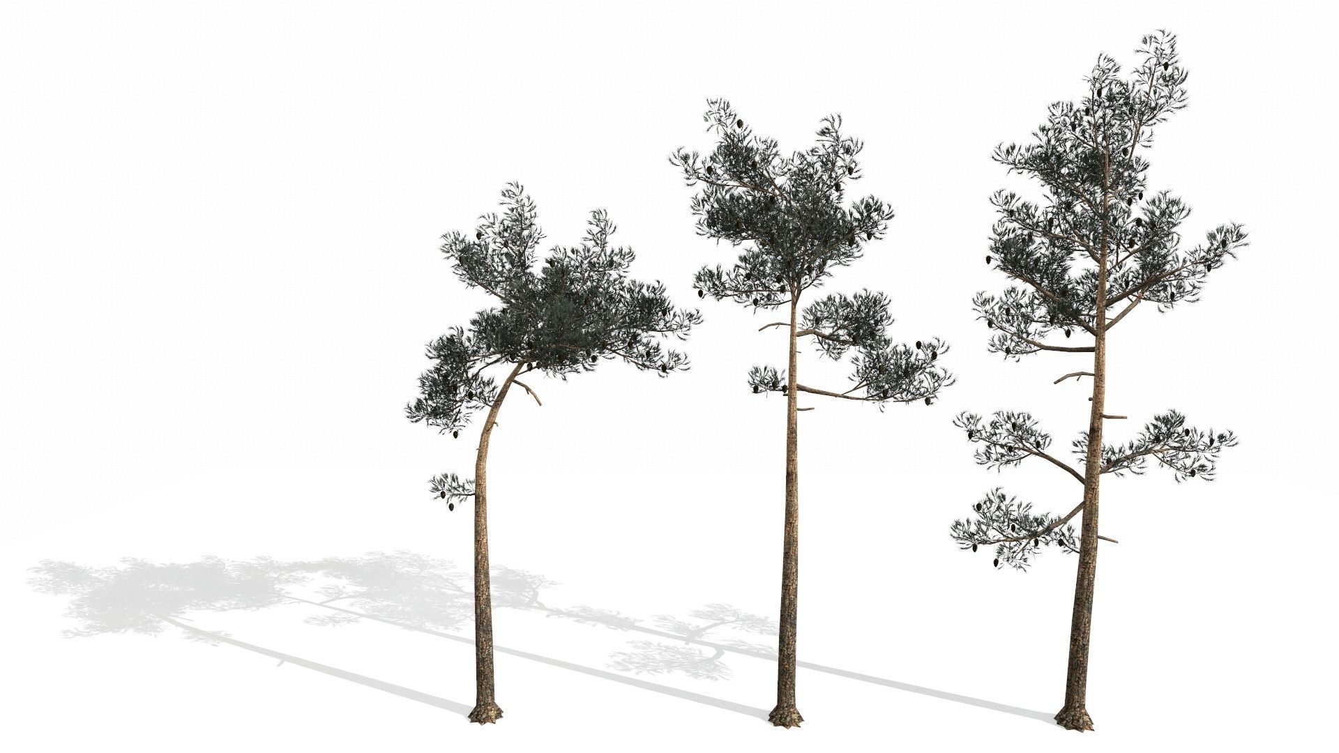 Pine Trees  Low-poly 3D model_61