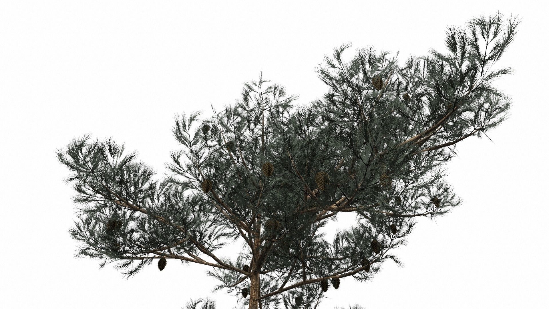 Pine Trees  Low-poly 3D model_5