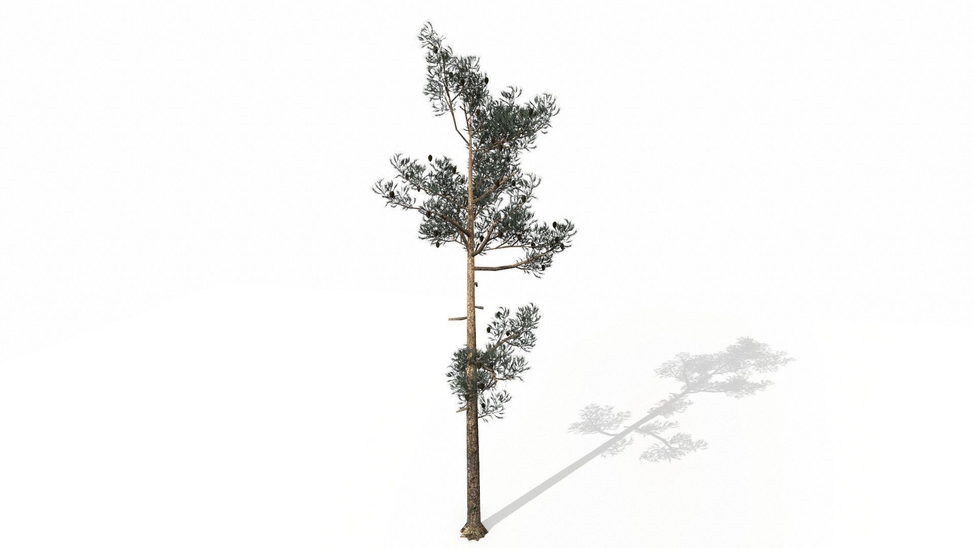Pine Trees  Low-poly 3D model_17