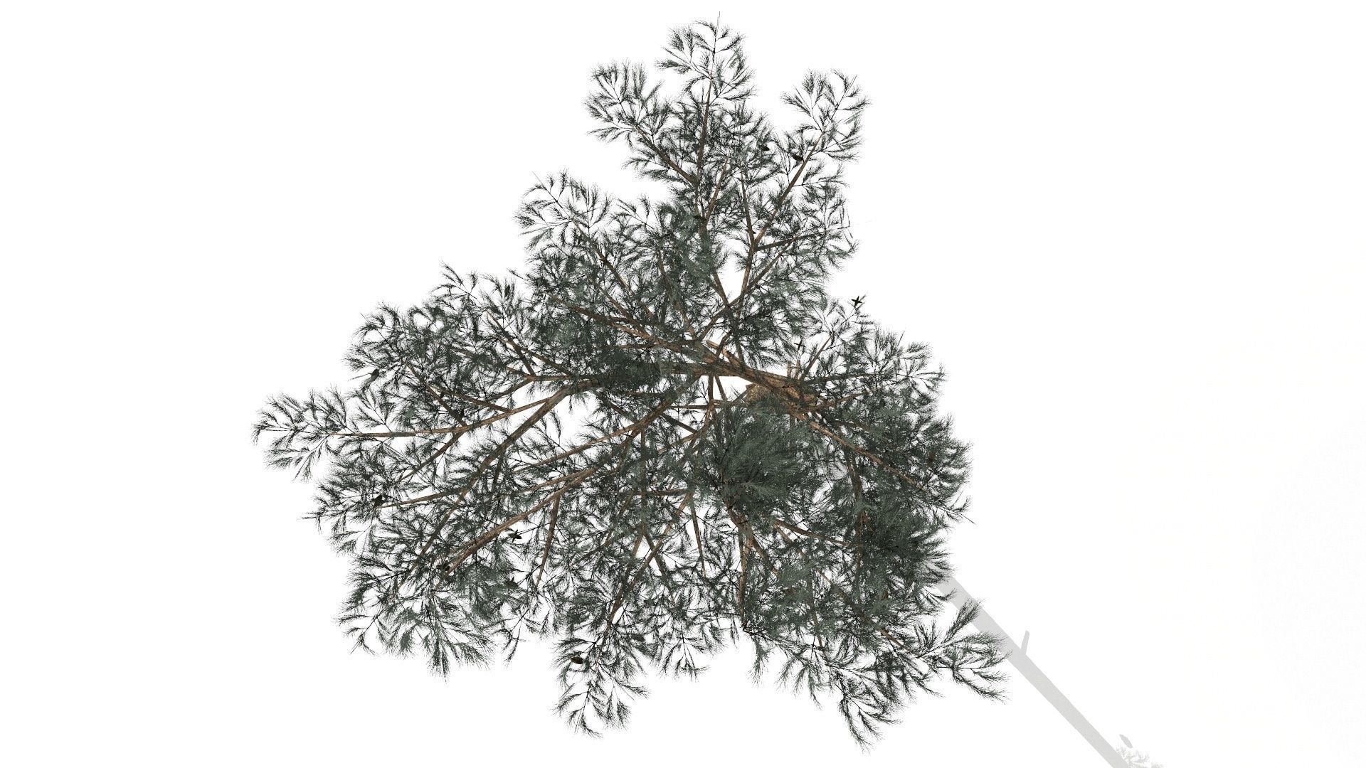 Pine Trees  Low-poly 3D model_6