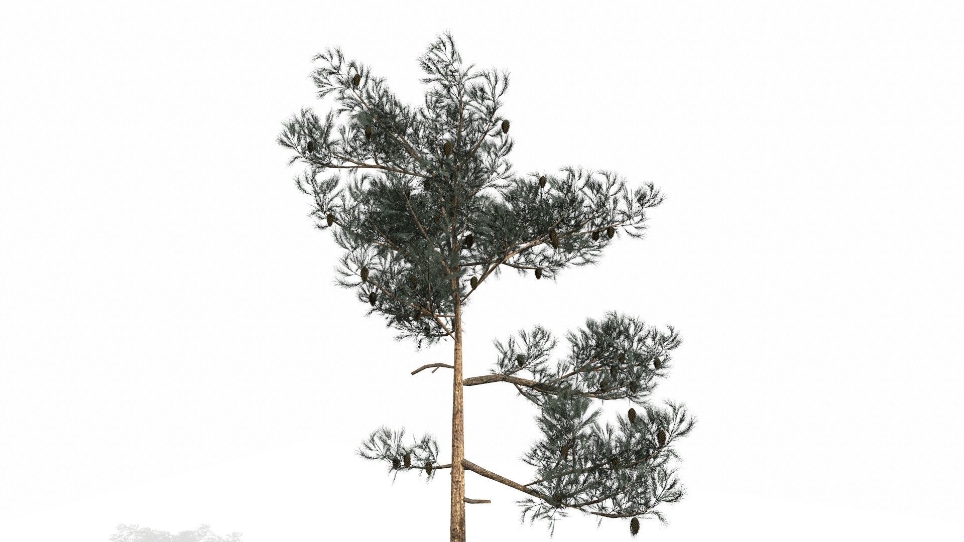 Pine Trees  Low-poly 3D model_63