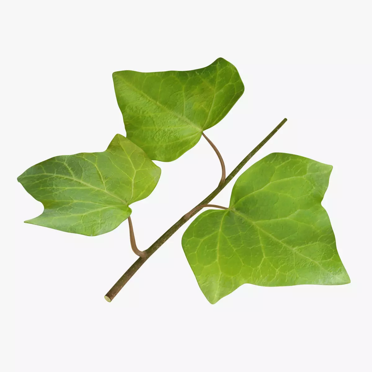 Ivy Leaf Low-poly 3D model_0