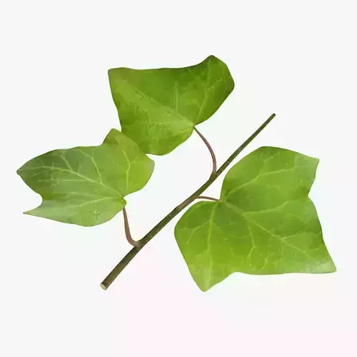 Ivy Leaf