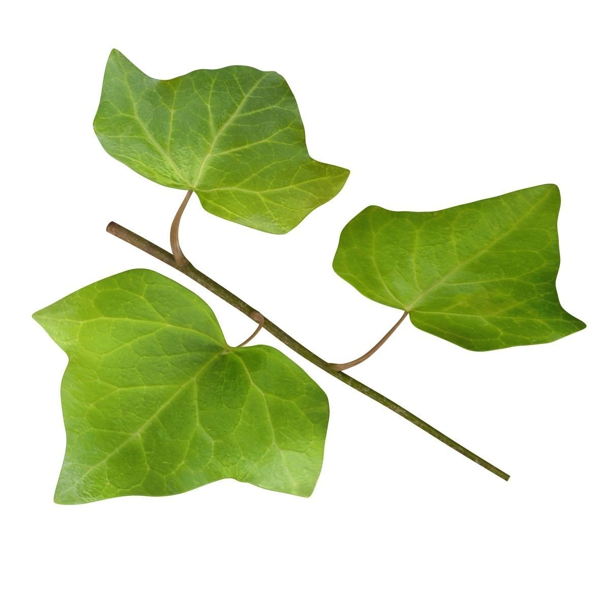 Ivy Leaf Low-poly 3D model_2