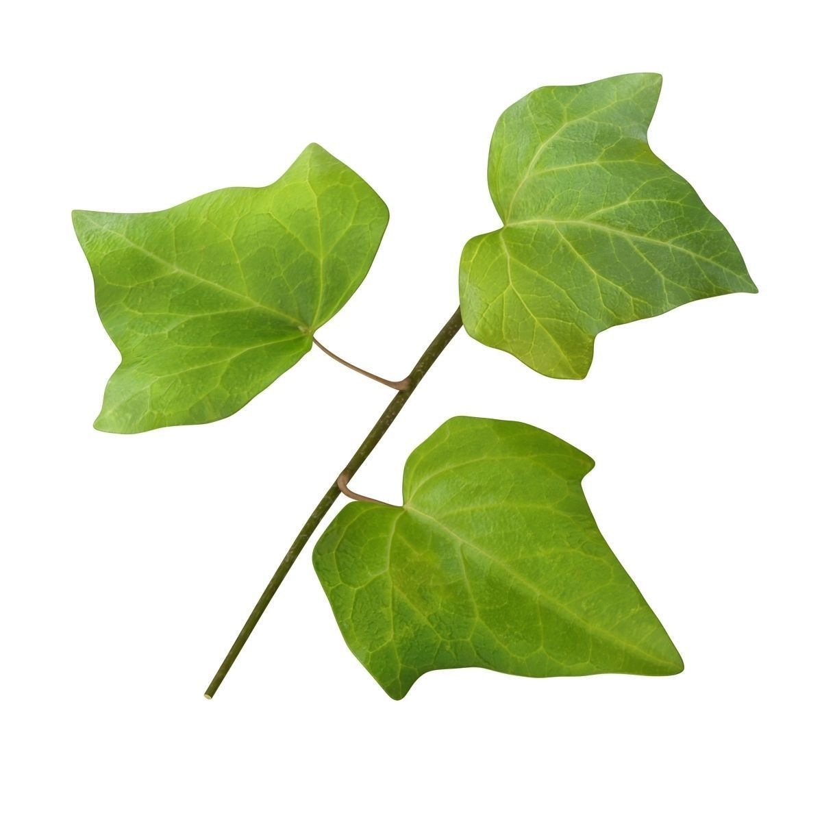Ivy Leaf Low-poly 3D model_3