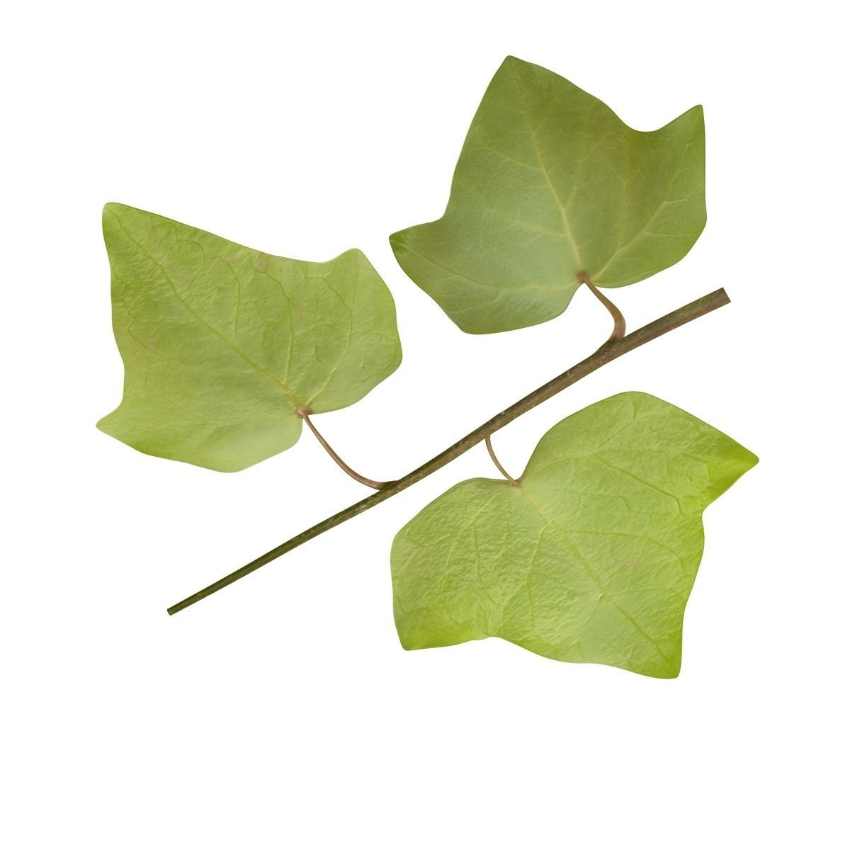 Ivy Leaf Low-poly 3D model_5