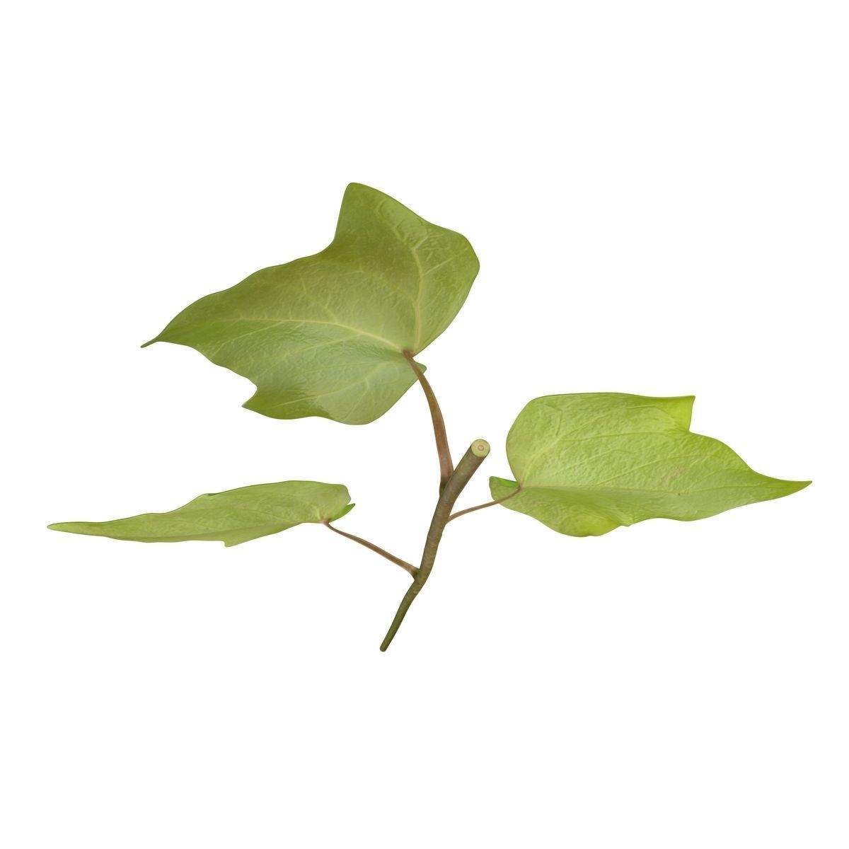 Ivy Leaf Low-poly 3D model_7