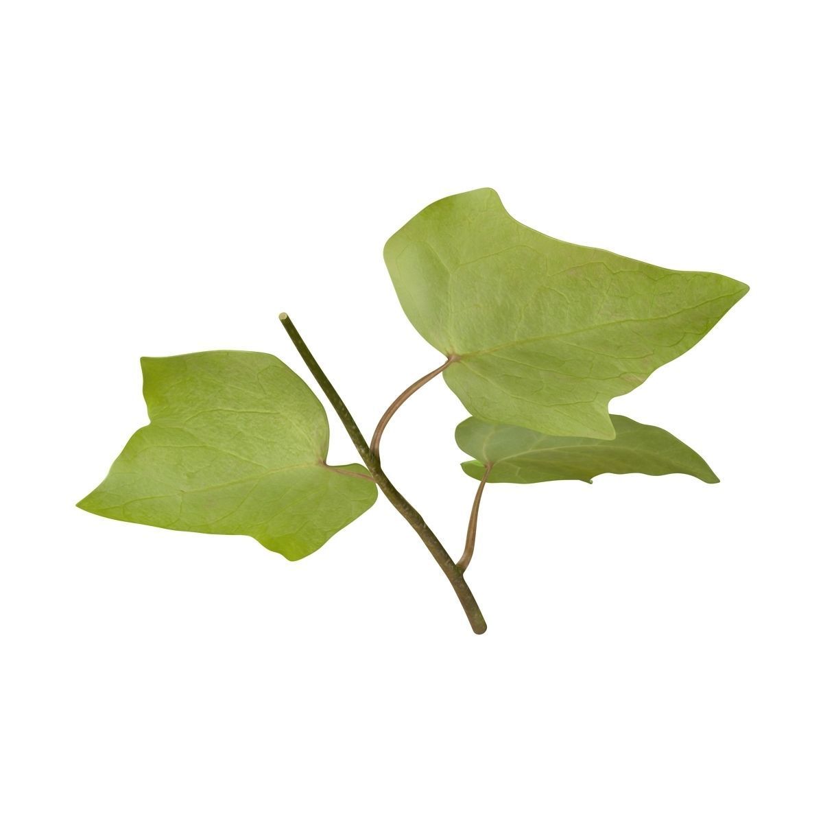 Ivy Leaf Low-poly 3D model_8