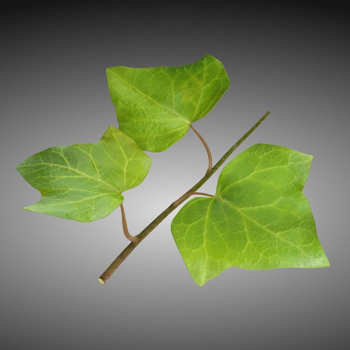 Ivy Leaf Low-poly 3D model_1