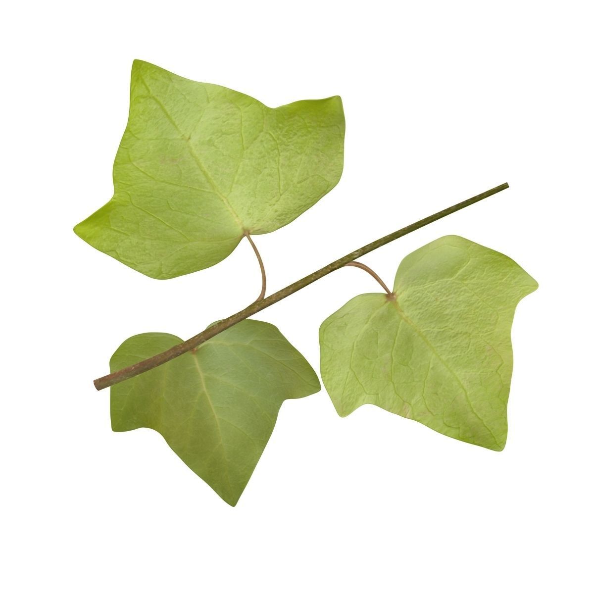 Ivy Leaf Low-poly 3D model_6