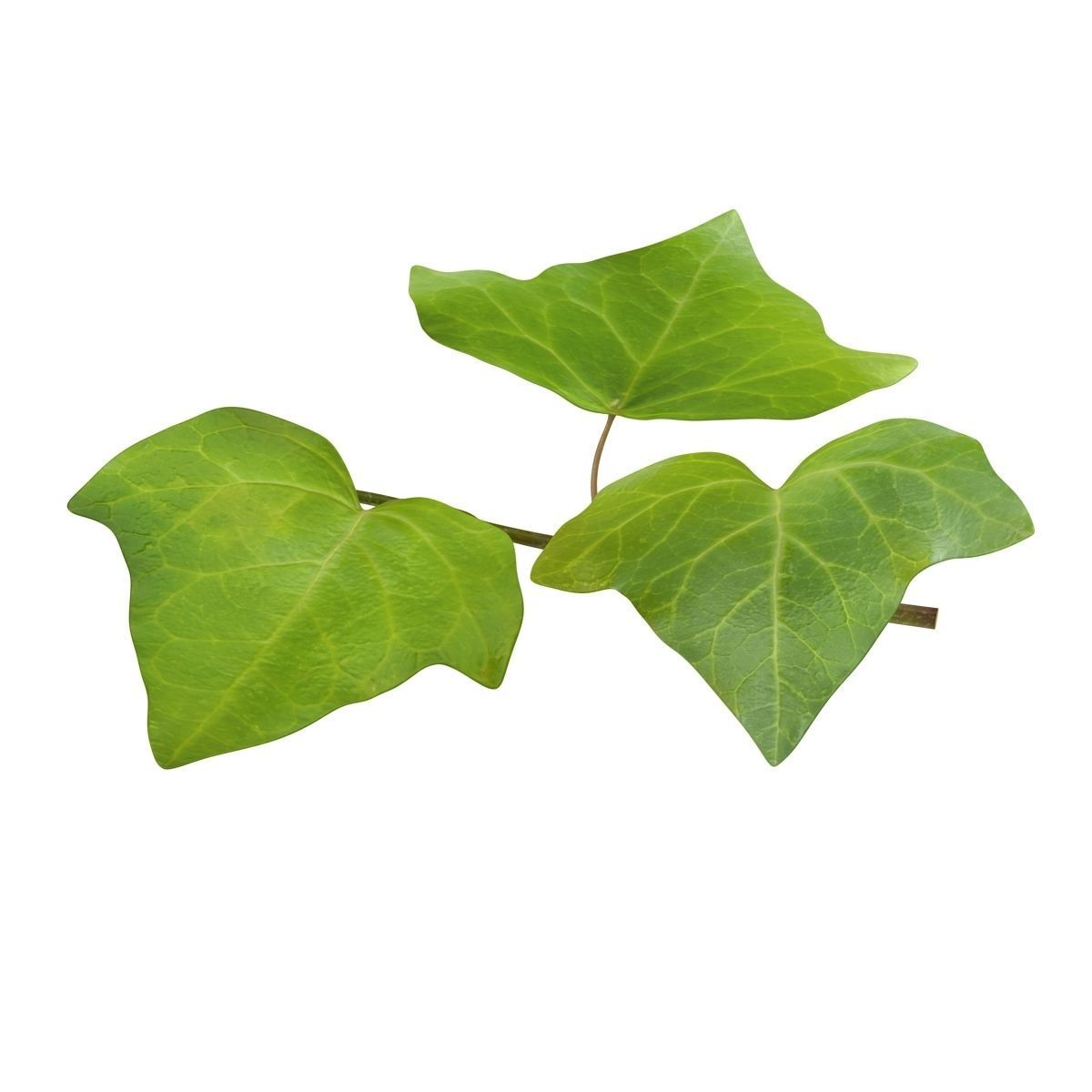 Ivy Leaf Low-poly 3D model_4