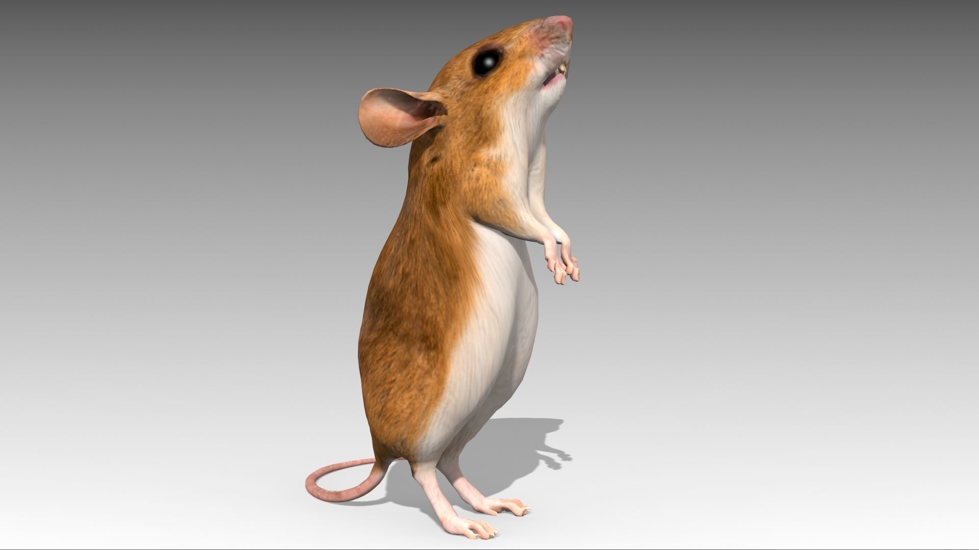 Mouse Low-poly 3D model_6