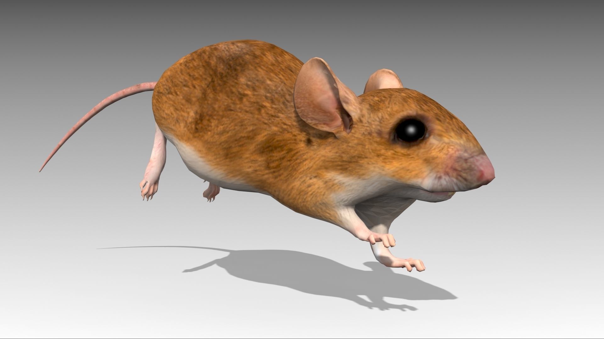 Mouse Low-poly 3D model_8