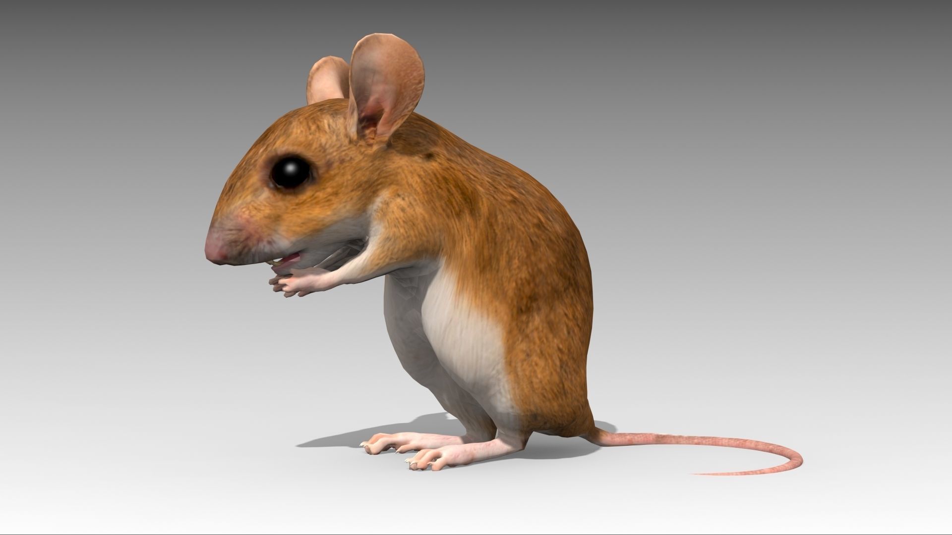 Mouse Low-poly 3D model_3