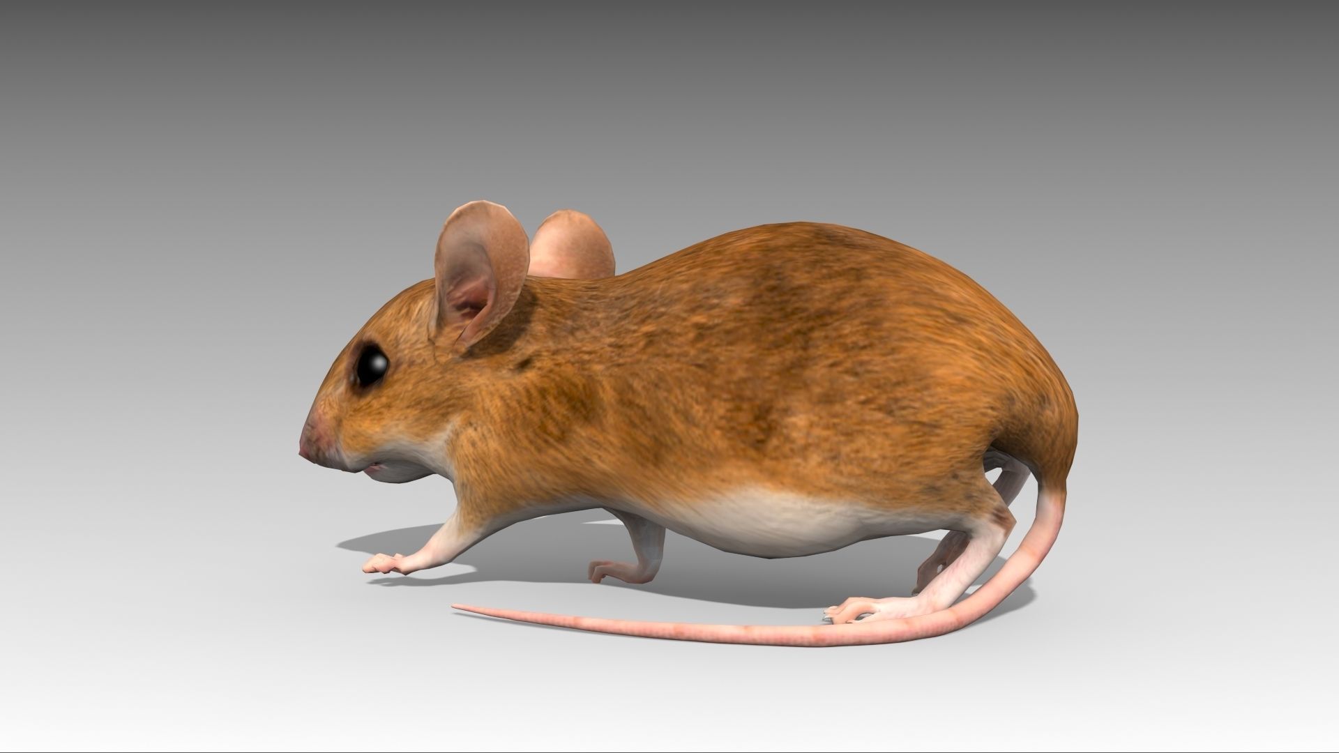 Mouse Low-poly 3D model_7