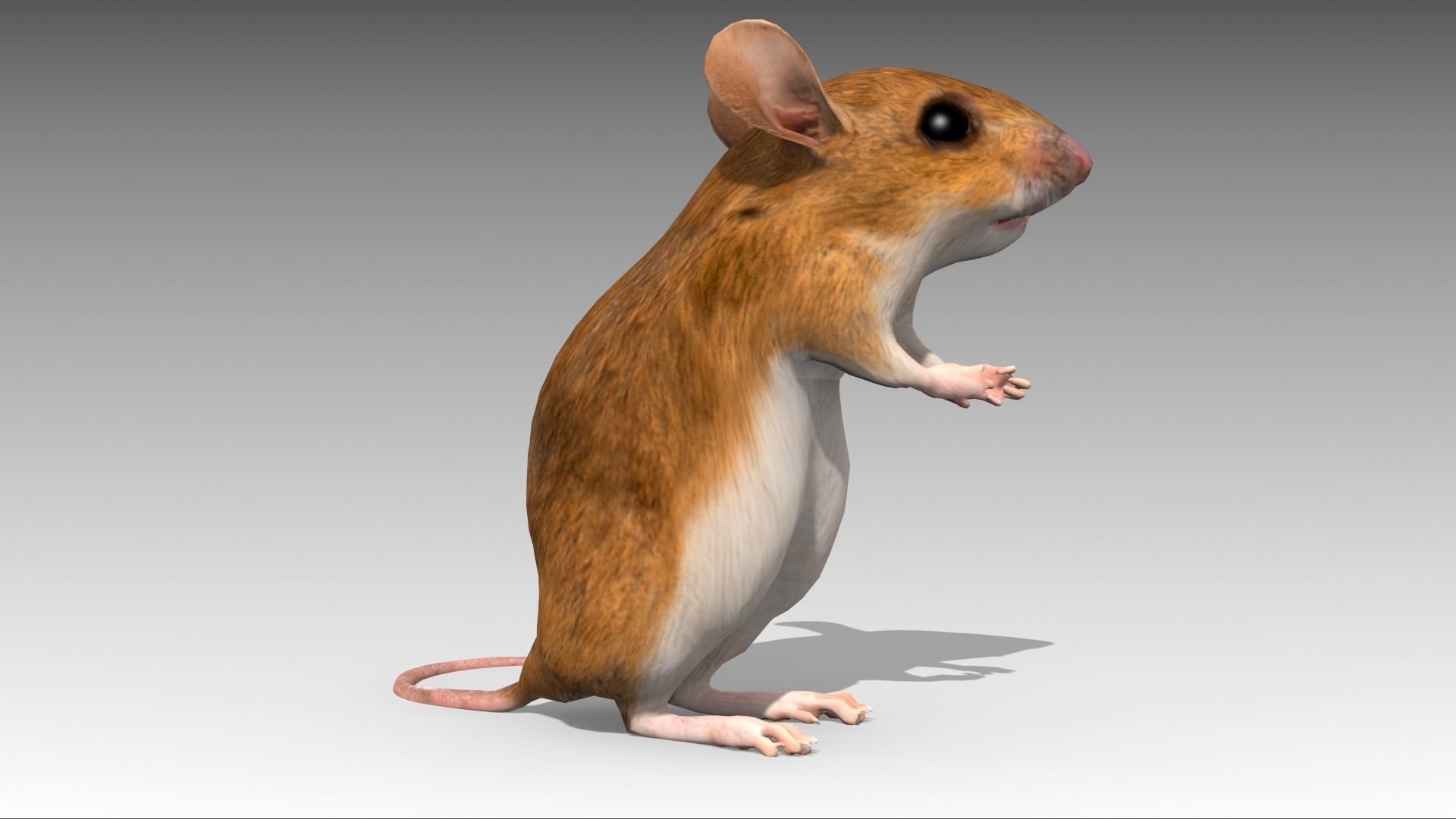 Mouse Low-poly 3D model_5