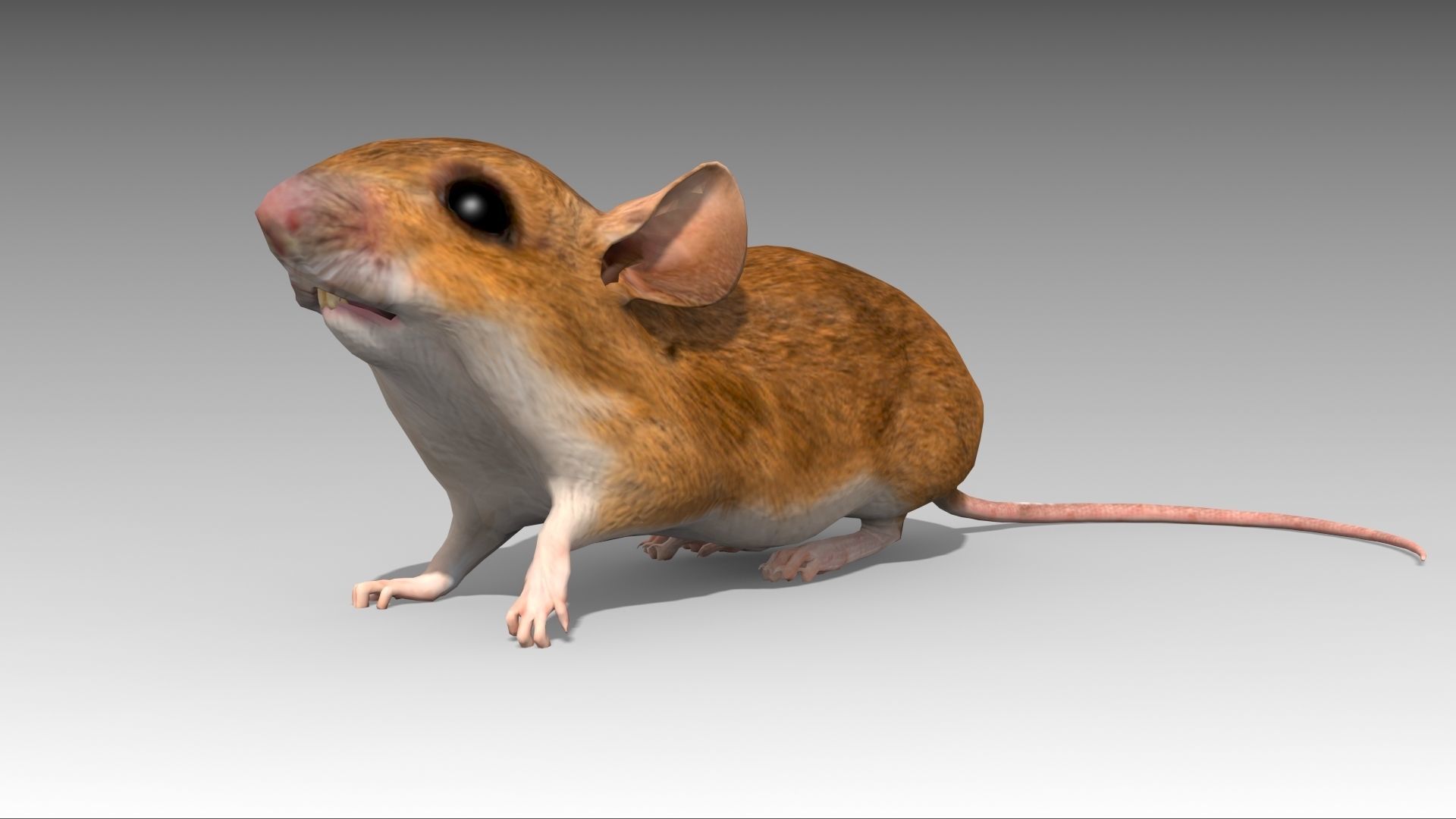 Mouse Low-poly 3D model_2