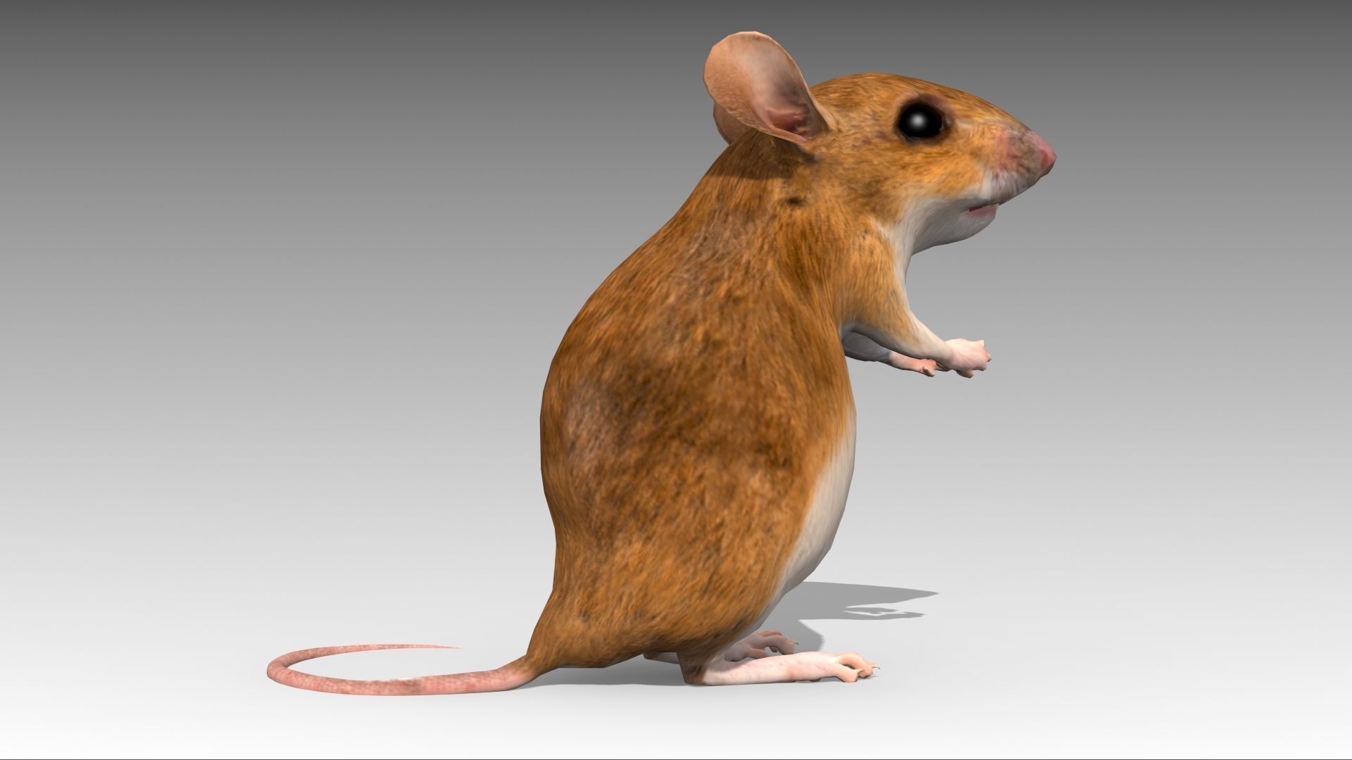 Mouse Low-poly 3D model_4