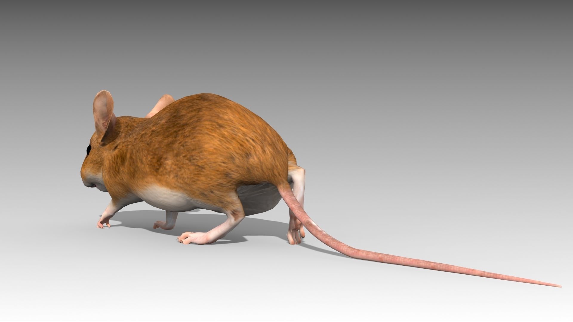 Mouse Low-poly 3D model_9