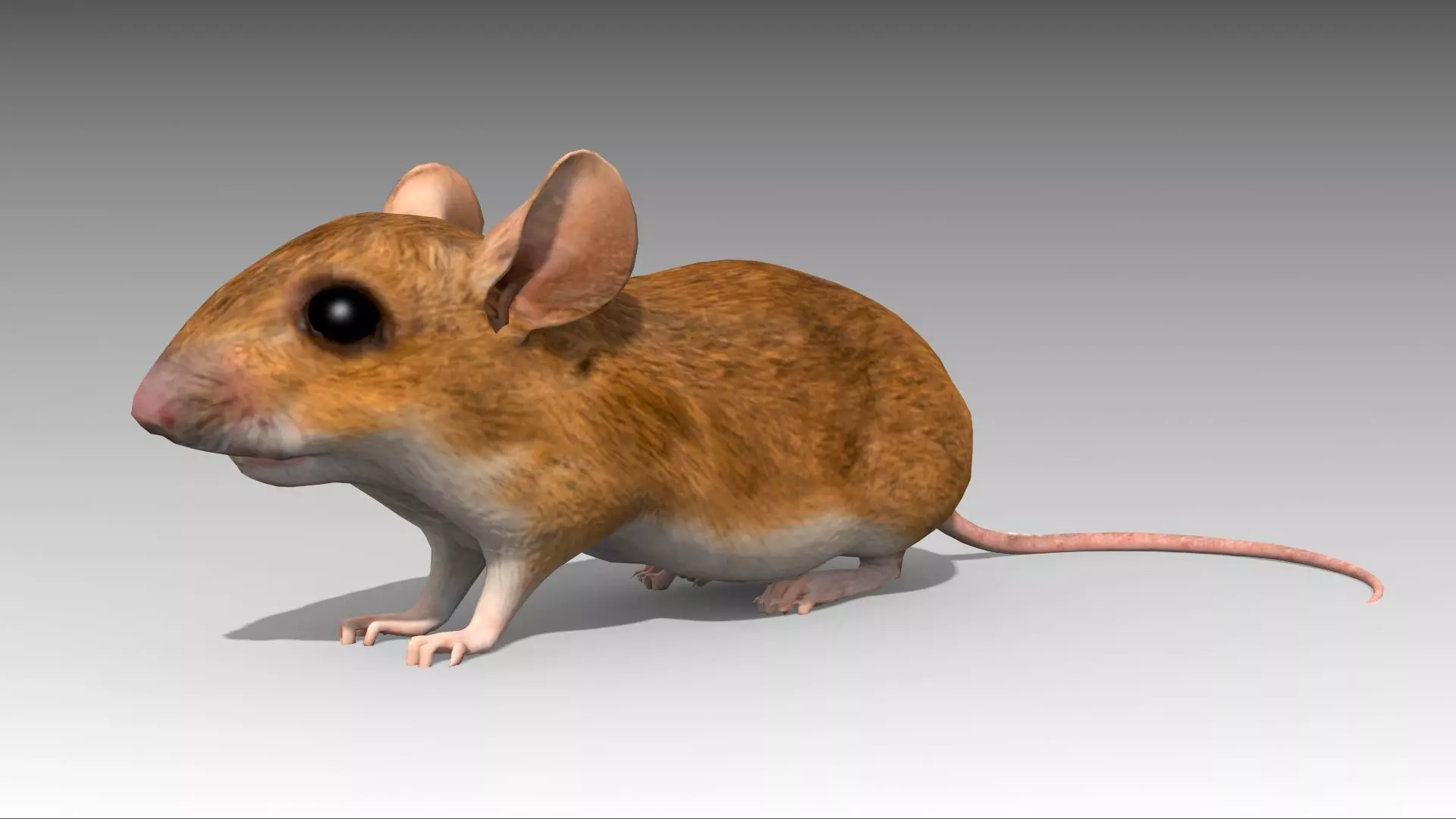Mouse Low-poly 3D model_0