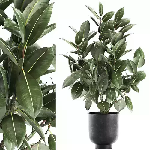Ficus tree in a pot for the interior 851