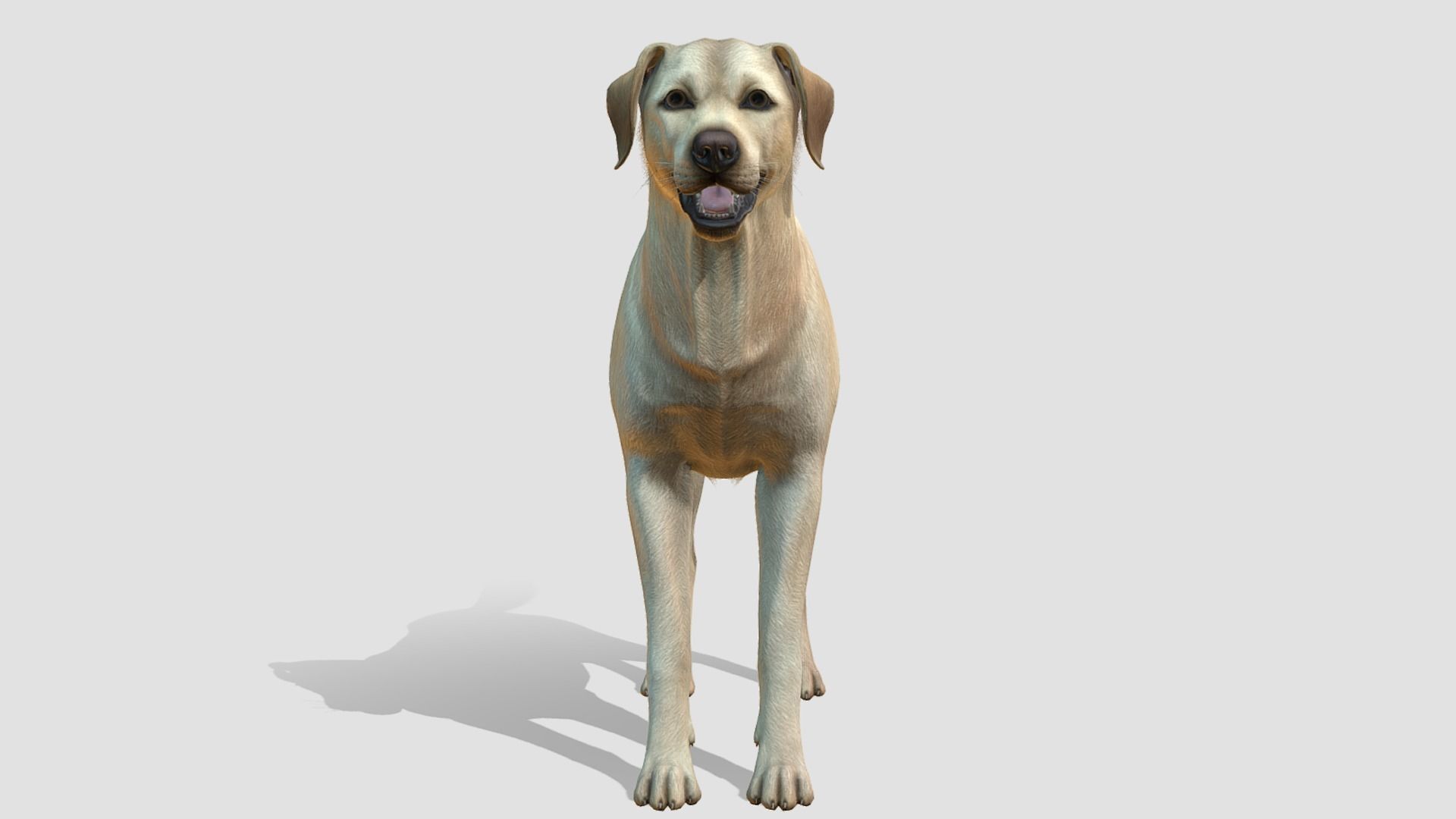 Dog - Labrador Low-poly 3D model_4