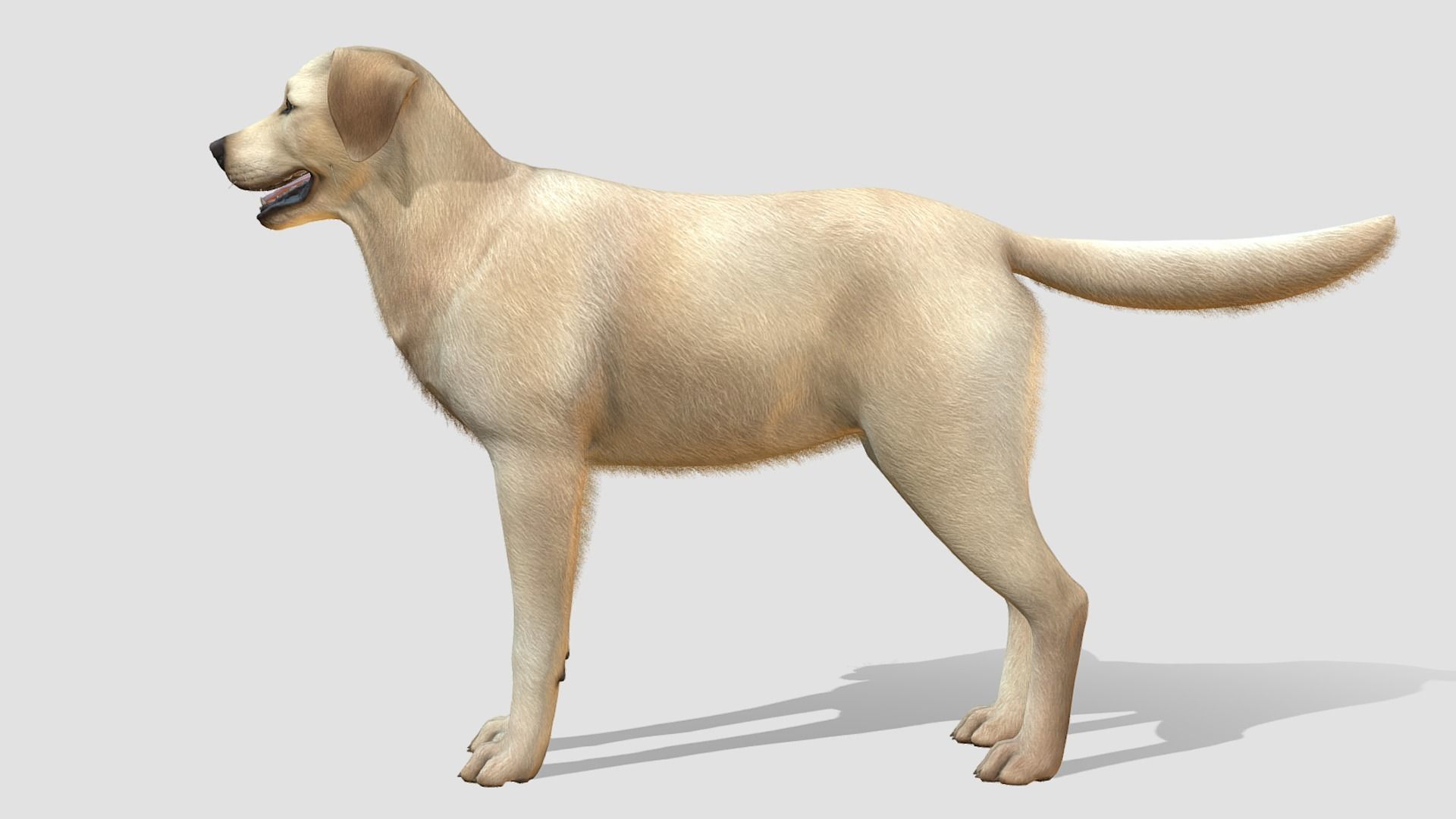 Dog - Labrador Low-poly 3D model_2