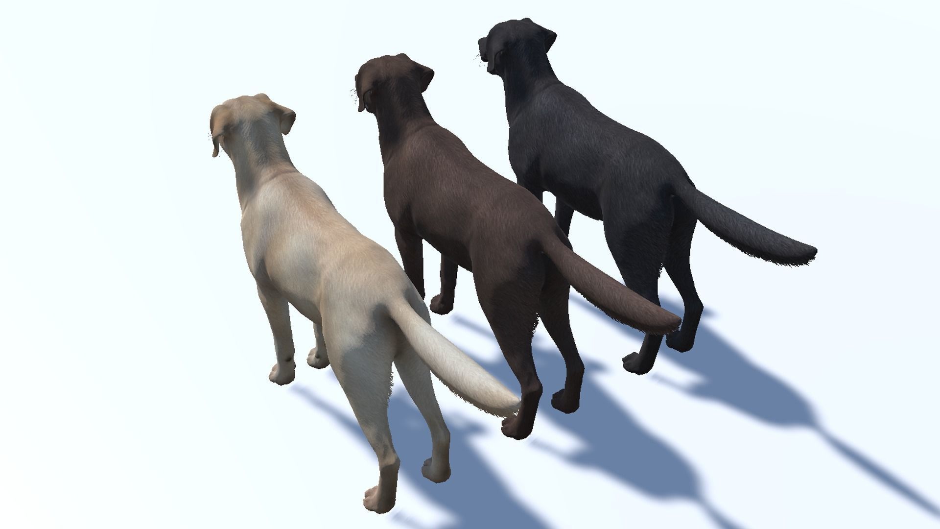 Dog - Labrador Low-poly 3D model_11