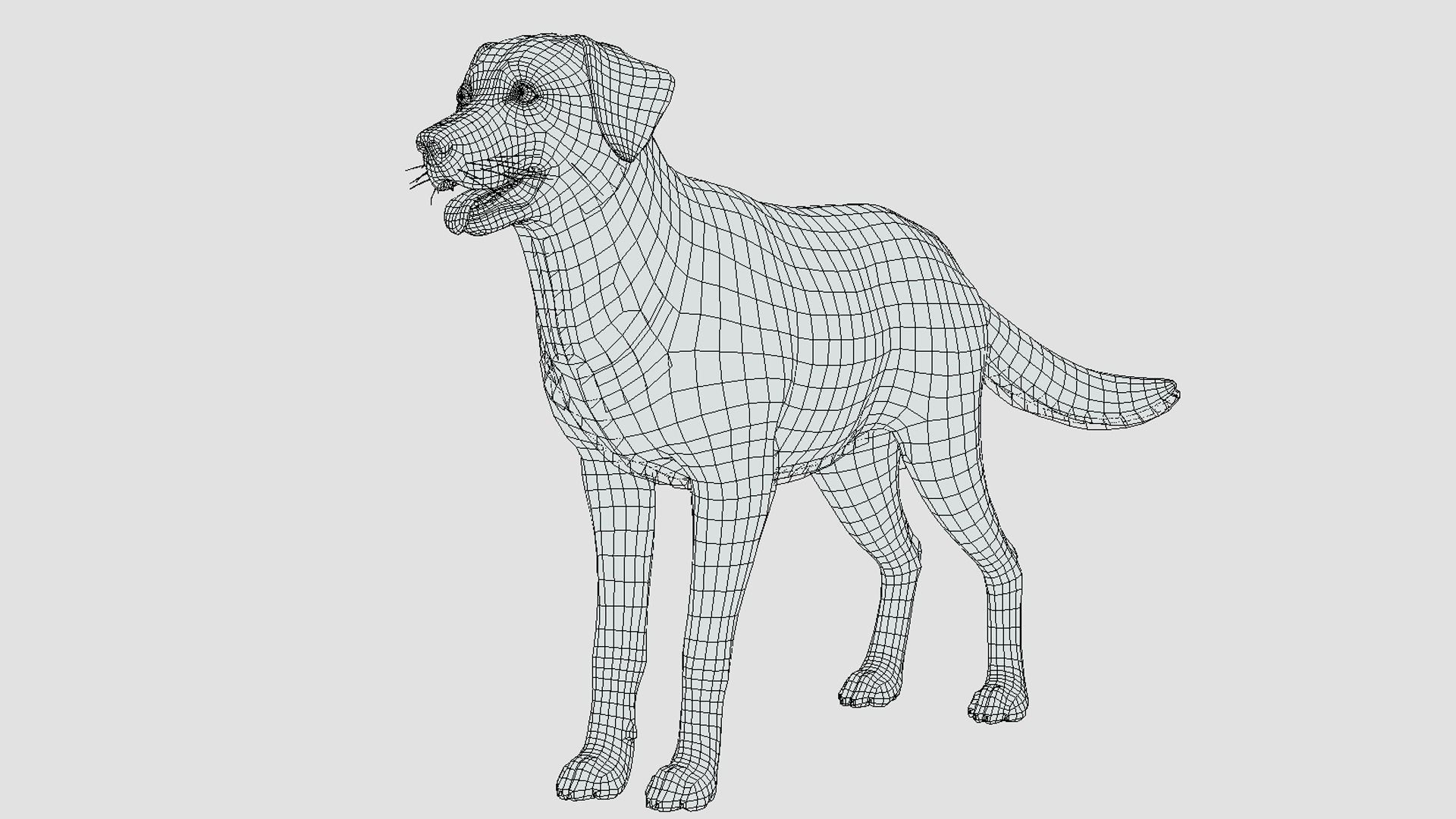 Dog - Labrador Low-poly 3D model_14