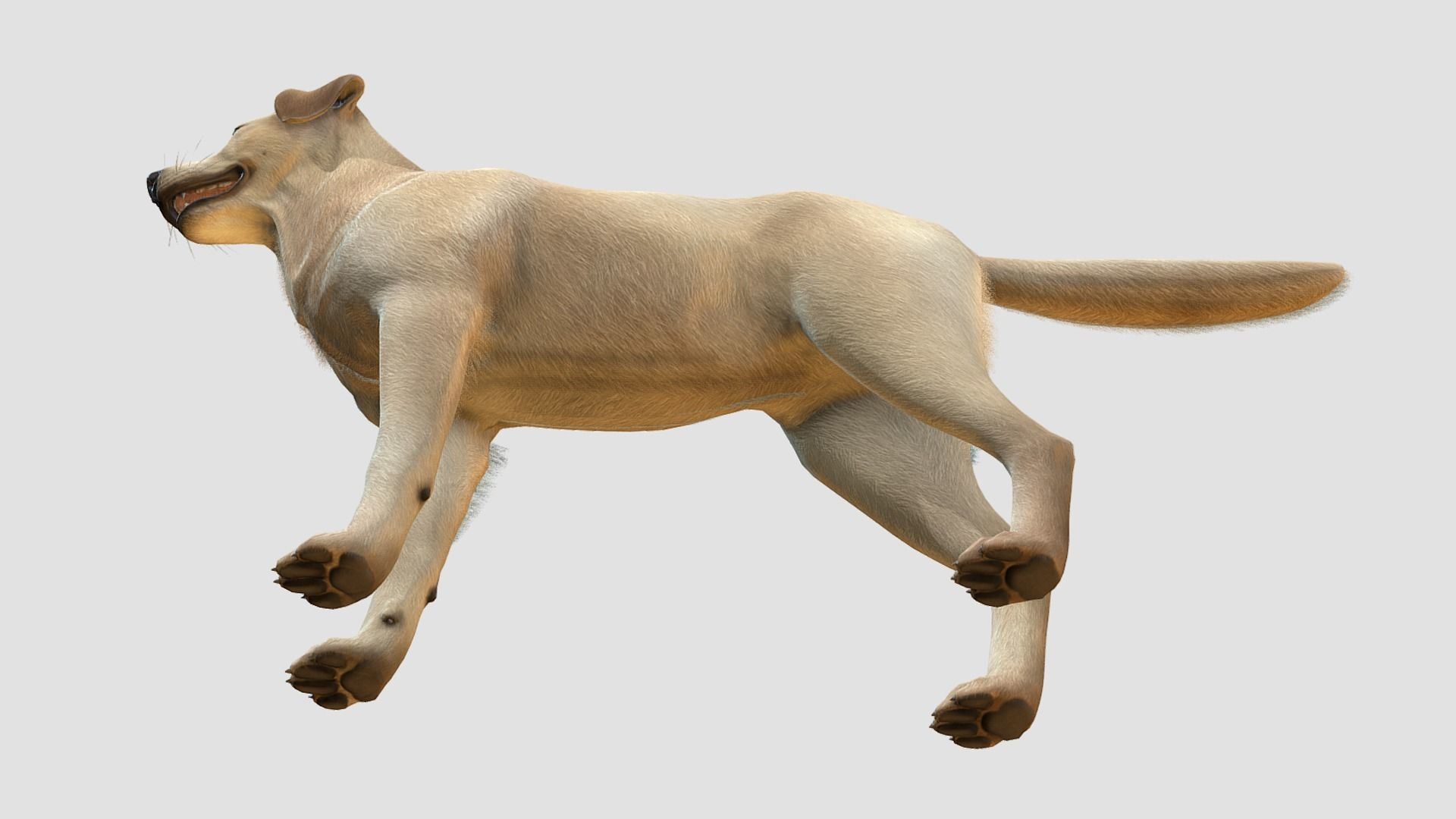 Dog - Labrador Low-poly 3D model_6