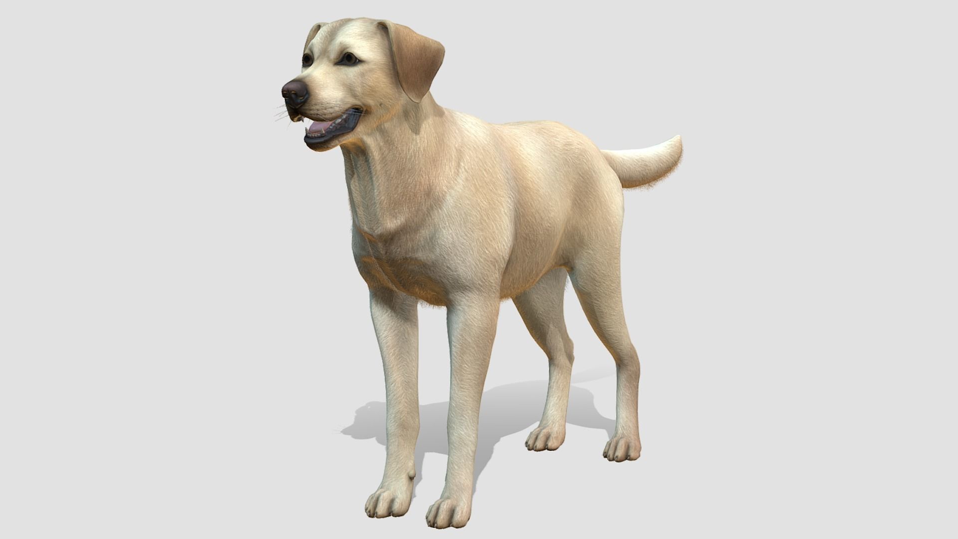 Dog - Labrador Low-poly 3D model_3