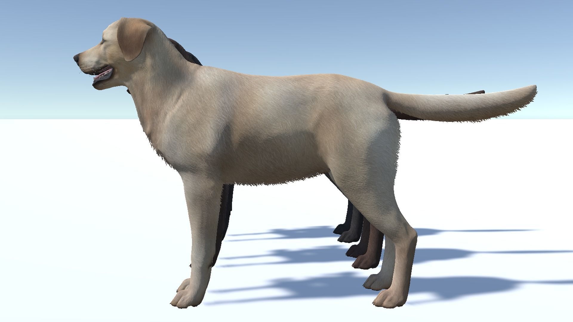 Dog - Labrador Low-poly 3D model_10